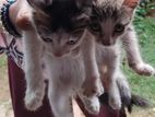 Male Kittens for A Kind Home