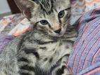 Male Kittens for Kind Home