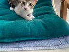 Male Kittens for Kind Home
