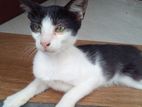 Male kittens for kind home