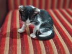 Male Kittens for Kind Home