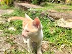 Male Kitty For Kind Home