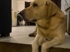 Male Labrador Dog for Crossing