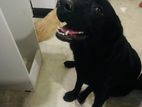 Male Labrador Dog for Crossing
