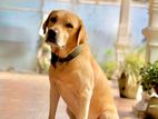 Male Labrador Dog For Crossing