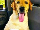 Male Labrador for Crossing