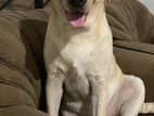 Male Labrador for Crossing