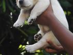 Male Labrador Puppies