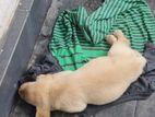 Male Labrador Puppy