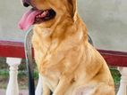 Male labrador retriever for crossing