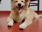 Lion Pomeranian Dog for Crossing