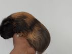 Male long Hair Guinea pig