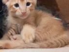 Male orange Kitten for Kind Home