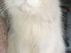 Male Percian Cat