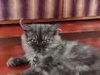 Male Persian Cat