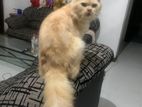 Male Persian Cat for Crossing