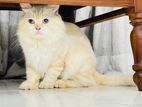 Male Persian Cat for Crossing