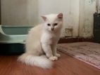 Male Persian Cat