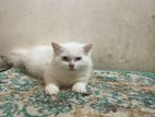 Male Persian Cat