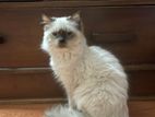 Male Persian Cat