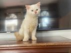 Male Persian Cat