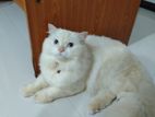 Male persian cat