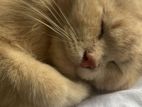 Male Persian Cat