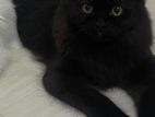 Male Persian Cat