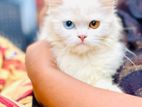 Male Persian Cat