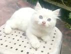 Male Persian Kitten