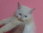 male Persian kitten