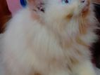 Male Persian Kitten