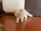 Male Persian Kitten