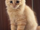 Male Persian Kitten