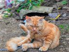 Male Persian Cat