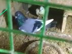 Male Pigeon