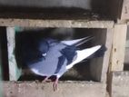 Male Pigeon