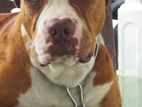 Male Pitbull for Crossing