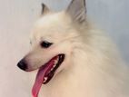Male Pomeranian for Crossing