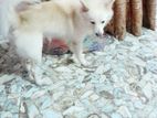 Male Pomeranian for Crossing