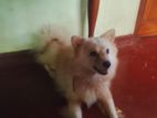 Male Pomeranian Dog
