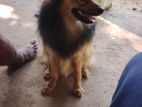 Pomeranian Dog Male