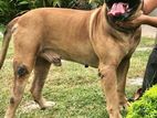 Male Presa Canario Puppy