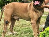 Male Presa Canario Adult