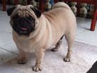 Male Pug for Crossing