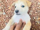 Male Puppy for A Kind Home