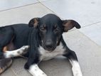 Male Puppy for Kind Home