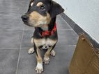 Male Puppy Looking for A Kind Home