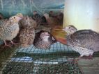 Quail Chicks