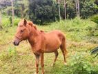 Male Quarter Bread (Pony)